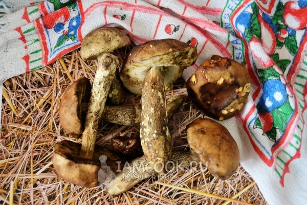 Подберезовики