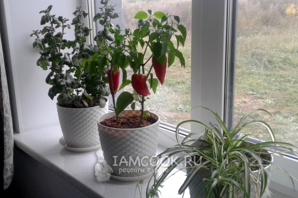 Перец на подоконнике