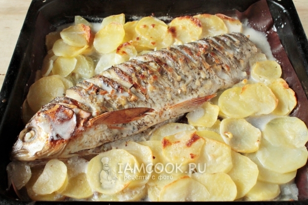 Фото язя с картошкой в духовке