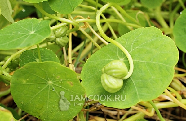 Семена настурции