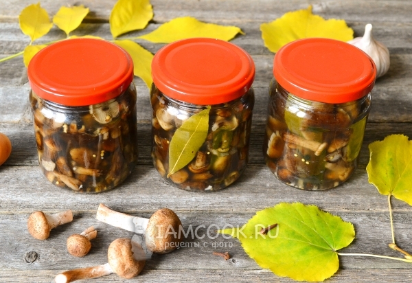 Рецепт маринованных опят в банках на зиму