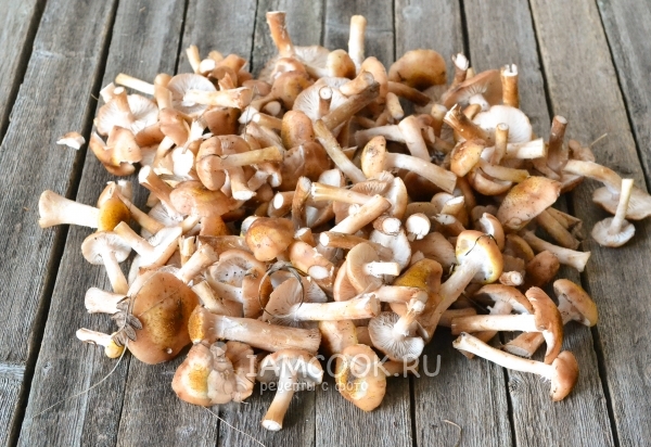 Грибы опята