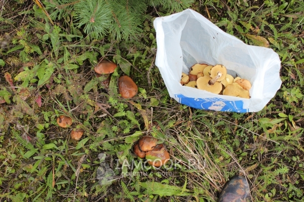 Собрать маслята