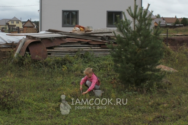 Собрать грибы