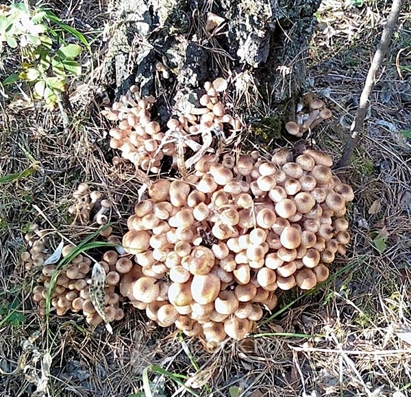 Грибы опята