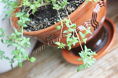 Тимьян в горшке