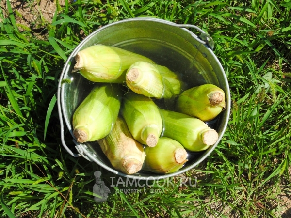 Замочить кукурузу