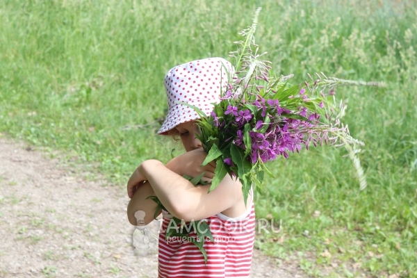 Собрать иван-чай