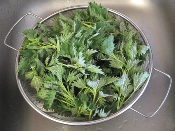 Крапива молодая