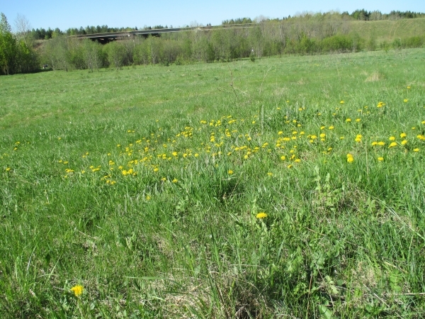 Поле с одуванчиками
